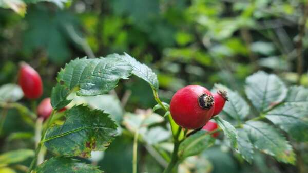 Foto Hagebutte (Rosa canina)