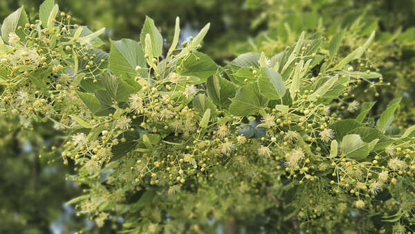 Foto Linde (Tilia)