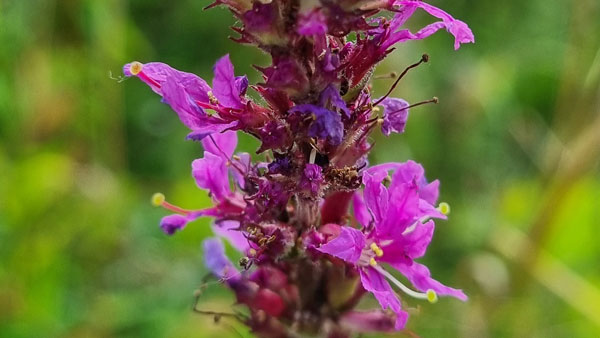 Foto Blutweiderich (Lythrum salicaria)