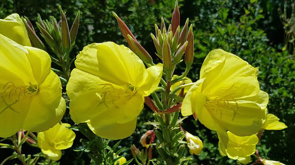 Foto Die Nachtkerze (Oenothera biennis)