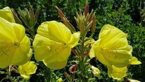 Foto Die Nachtkerze (Oenothera biennis)