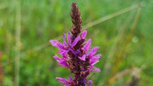 Foto Blutweiderich (Lythrum salicaria)